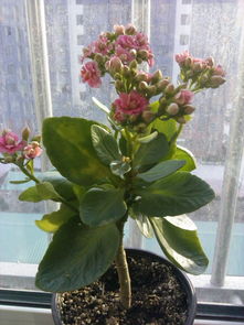 探尋長(zhǎng)壽花的商品名 從藏花閣論壇的園藝交流說起