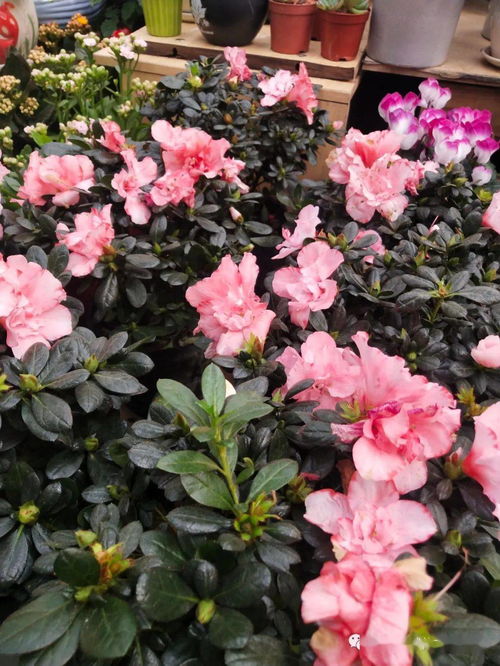 花語與機(jī)械交響曲——探訪現(xiàn)代花卉市場(chǎng)的科技魅力