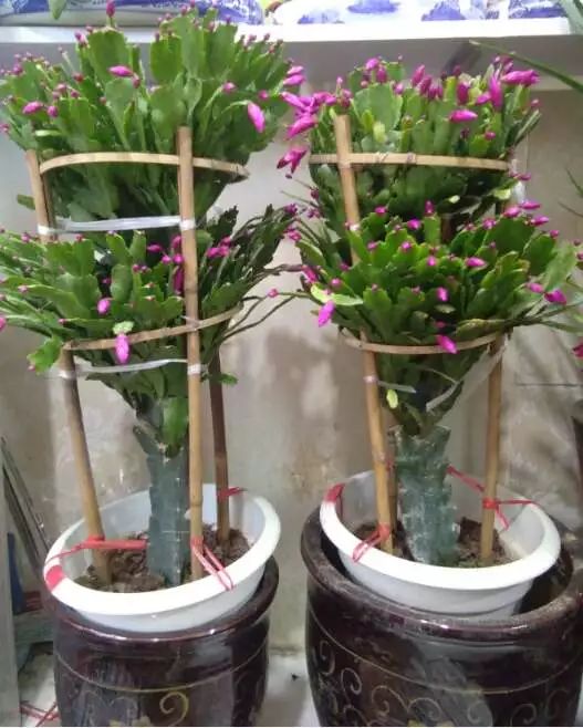 吉祥綠植添喜氣，如意花卉送實(shí)惠——綠蘿盆景與托盤組合大讓利