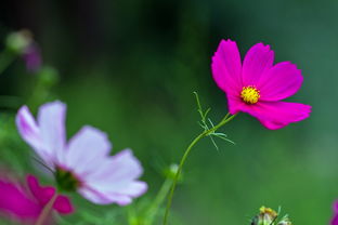 花卉與家用電器 家居中的自然氣息與科技溫度