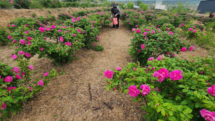 玫瑰谷夜宿記 智能家電點亮浪漫之夜